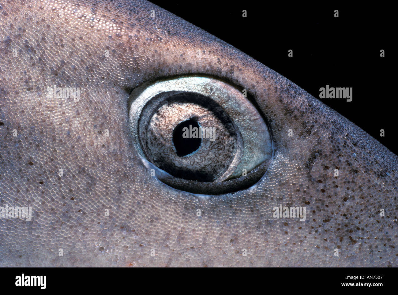 Gli occhi e la pelle di Whitetip Reef Shark Foto Stock