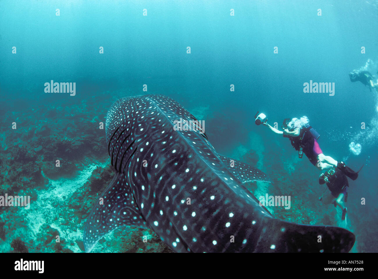 Squalo Balena filmata da subacquei Foto Stock