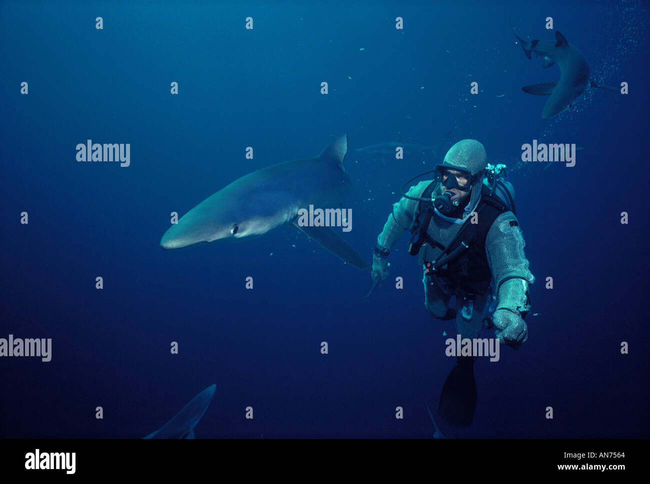 Sommozzatore segue un squalo blu come blu di altri squali cerchio in background Foto Stock