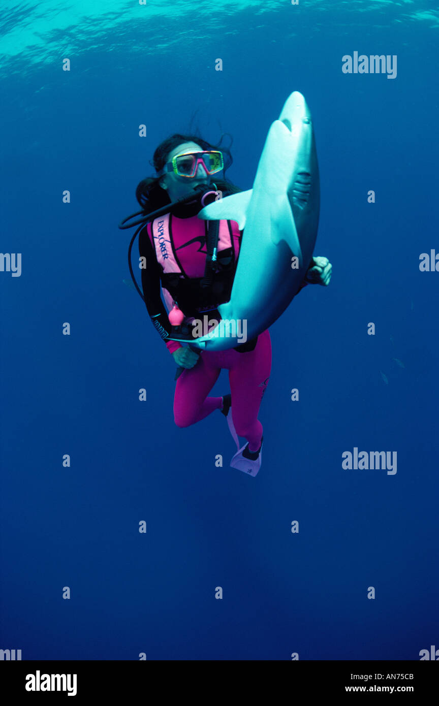 Sommozzatore mantiene lo squalo seta in immobilità tonica Foto Stock