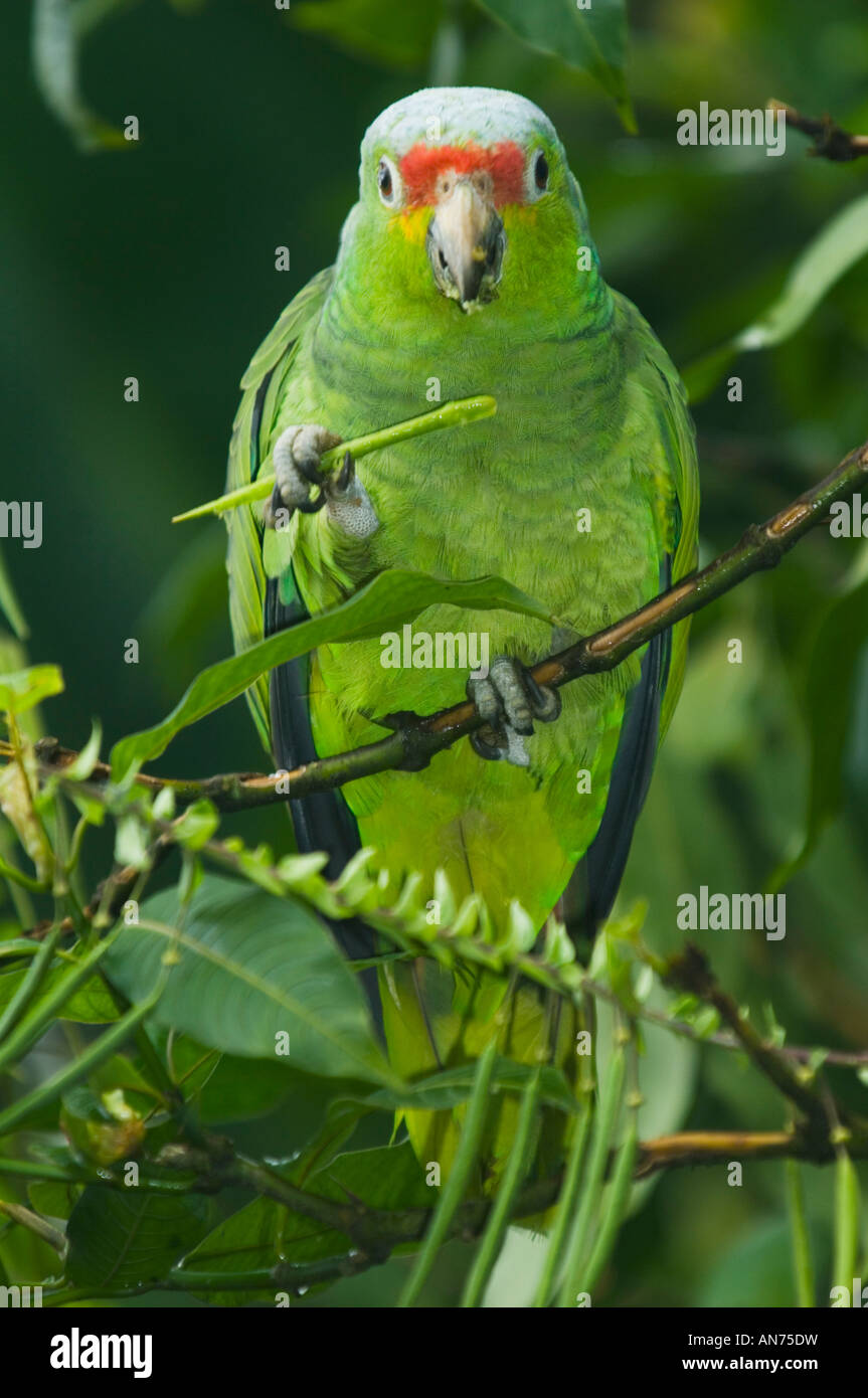 Rosso-lored Amazon Parrot (Amazona autumnalis) alimentazione sui fiori della Costa Rica Foto Stock
