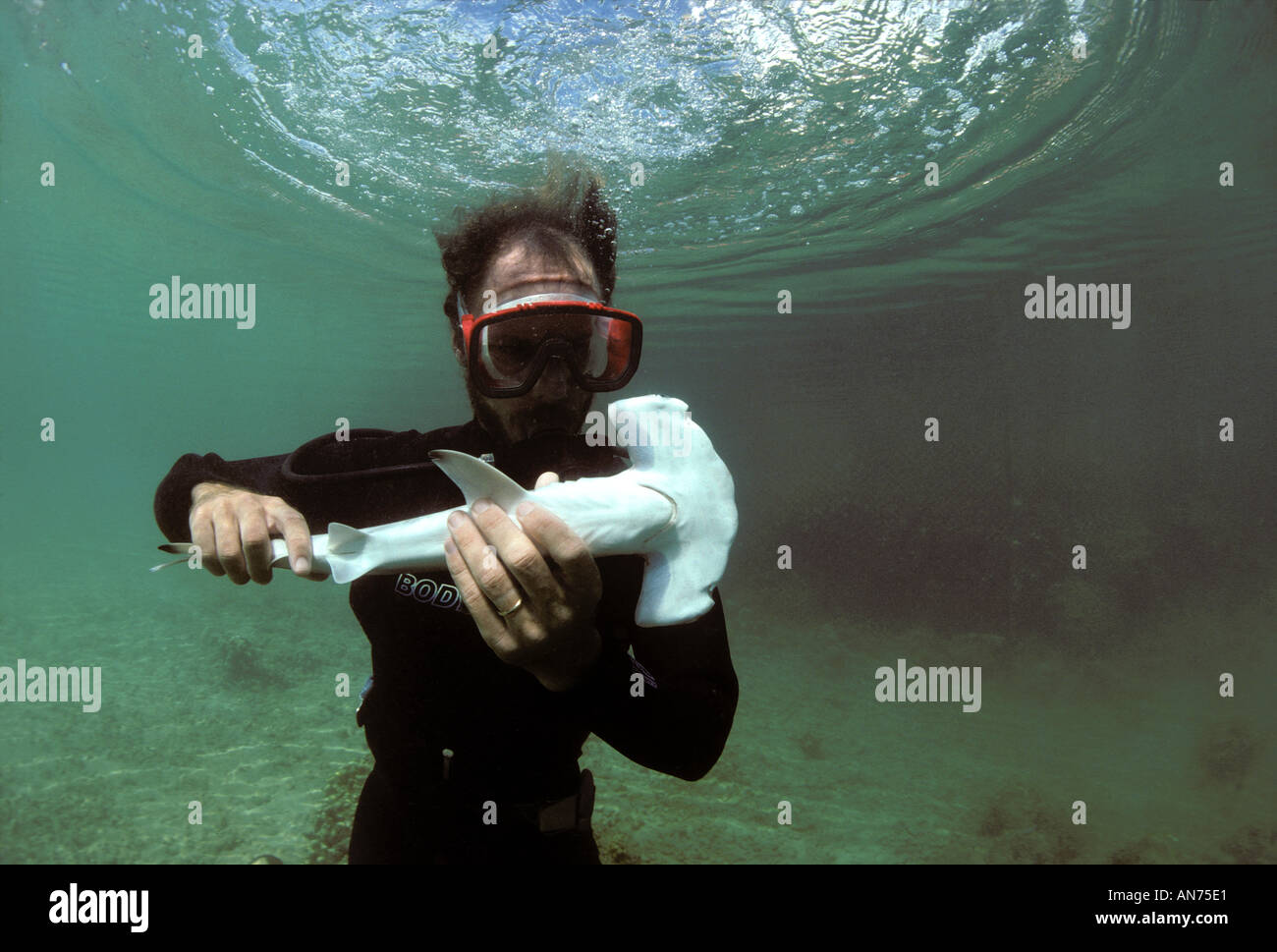 Il biologo marino osserva i capretti smerlata squali martello in immobilità tonica Foto Stock