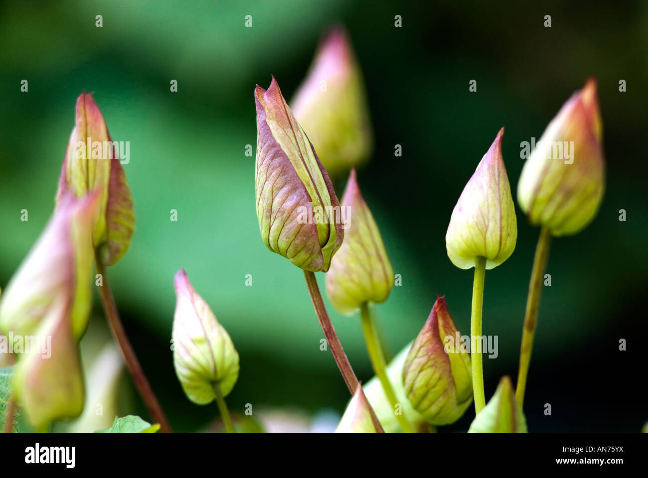 Hedge Centinodia Calystegia Convolvulus sepium gemme Foto Stock