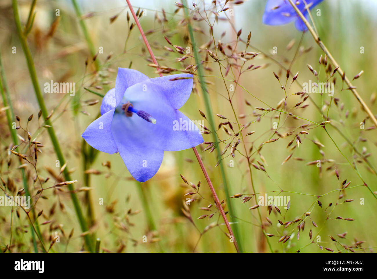 Harebell o Scottish Bluebell Campanula rotundifolia in wild meadow impostazione Foto Stock