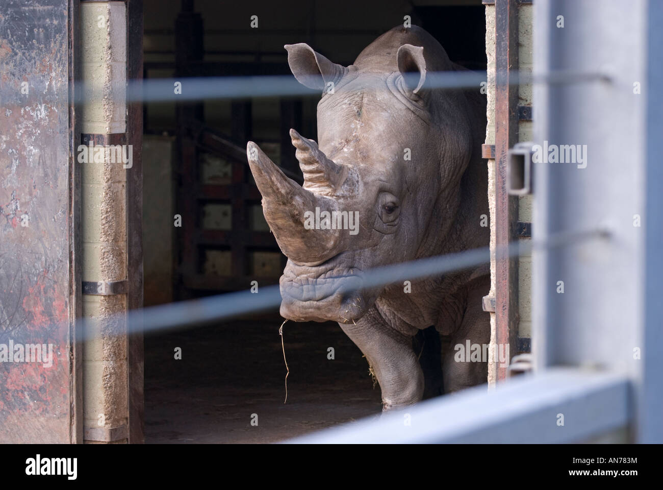 Southern White Rhino: Ceratotherium simum simum. In cattività a Marwell Zoo Inghilterra Foto Stock