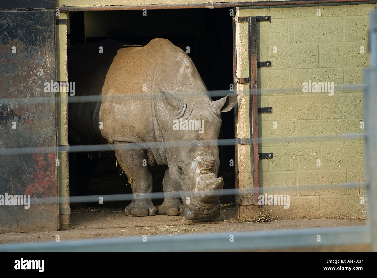 Southern White Rhino - Ceratotherium simum simum. In cattività a Marwell Zoo Inghilterra Foto Stock