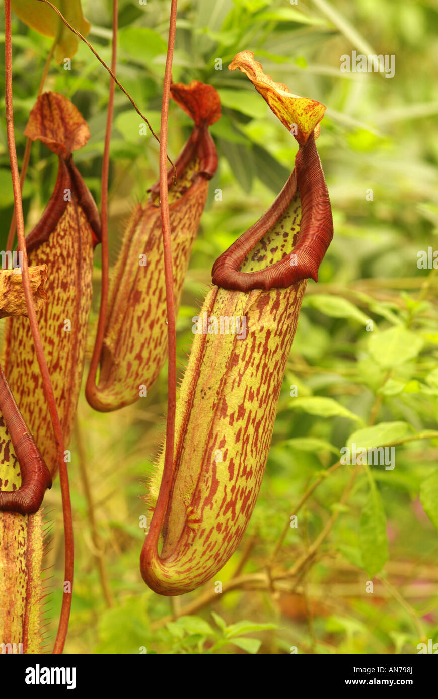 Nepenthes varietà Miranda, un insectiverous pianta brocca dal sud-est asiatico. Foto Stock
