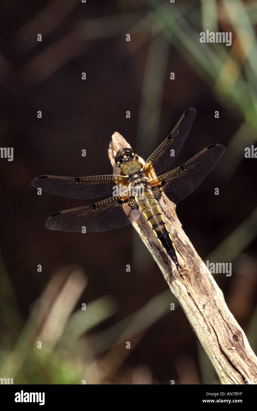 4-spot chaser. Un comune British dragonfly Foto Stock