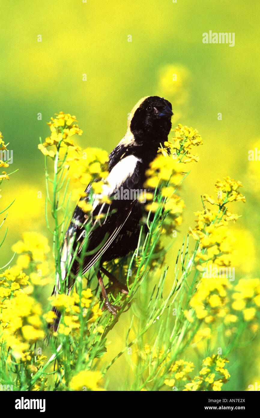 Bobolink arroccato nella senape fiori fiori selvaggi - Verticale Foto Stock