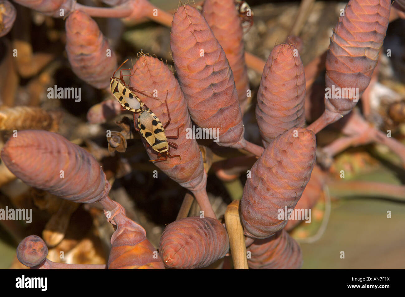 Welwitschia mirabilis pianta femmina con cotone stainer bug Odontopus sexpunctatus sulle rocche Foto Stock