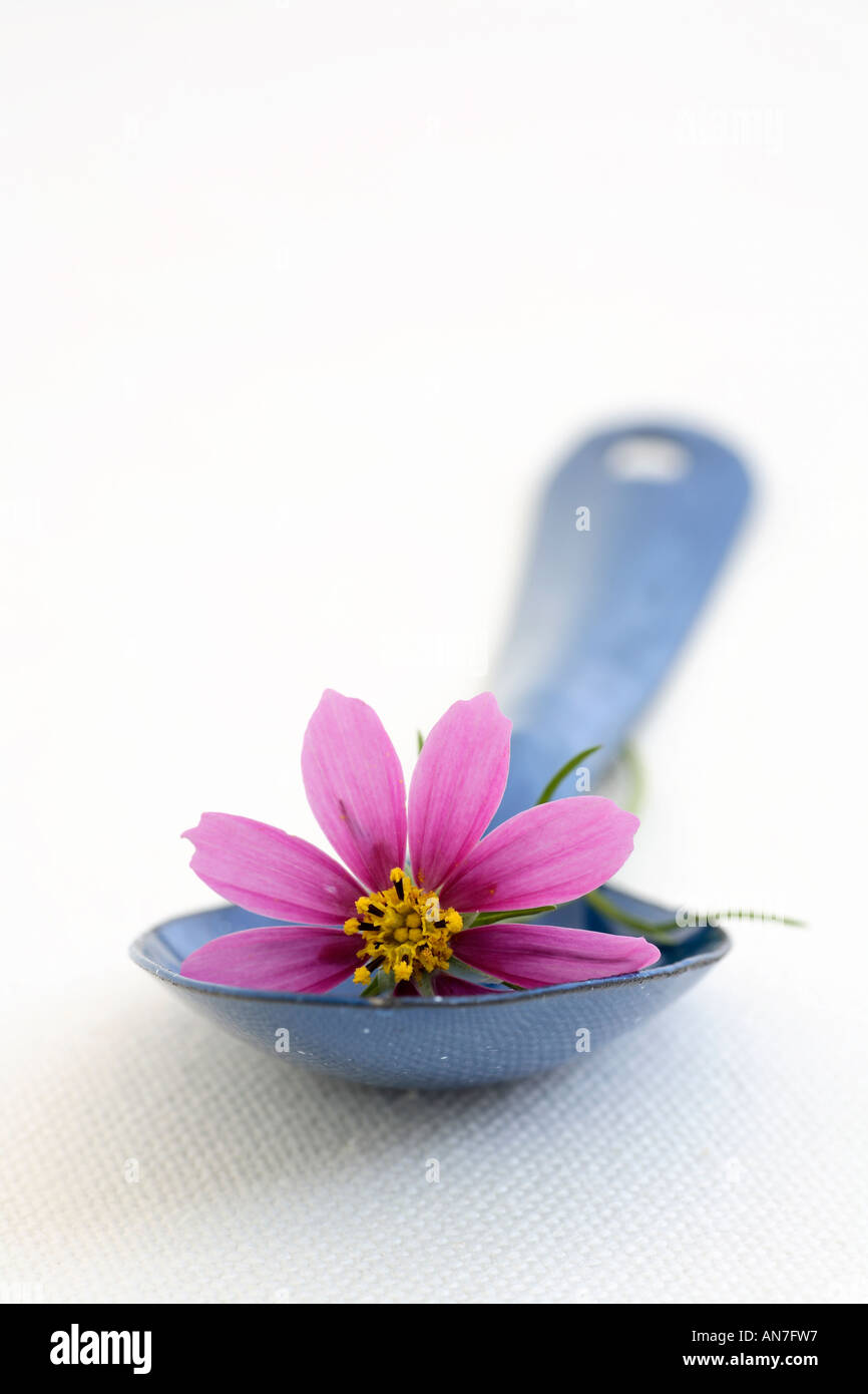 Natura morta di fiori rosa blu sul cucchiaio. Foto Stock