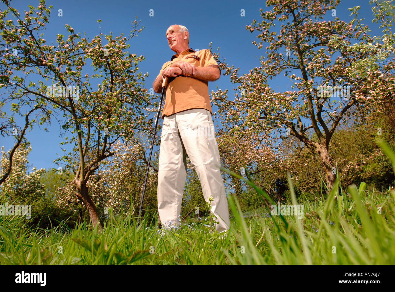 Un pensionato di uomo in una comunità ORCHARD GLOUCESTERSHIRE England Regno Unito con i meli in piena fioritura Foto Stock