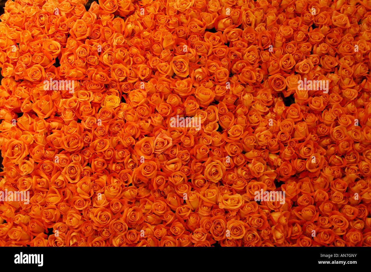 Centinaia di teste di Rose Foto Stock