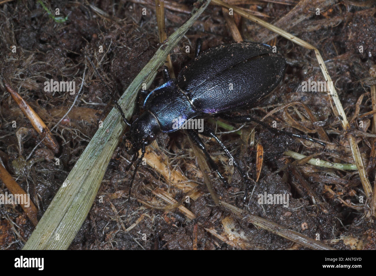 Massa viola beetle Carabus violus. Somerset. Inghilterra Foto Stock