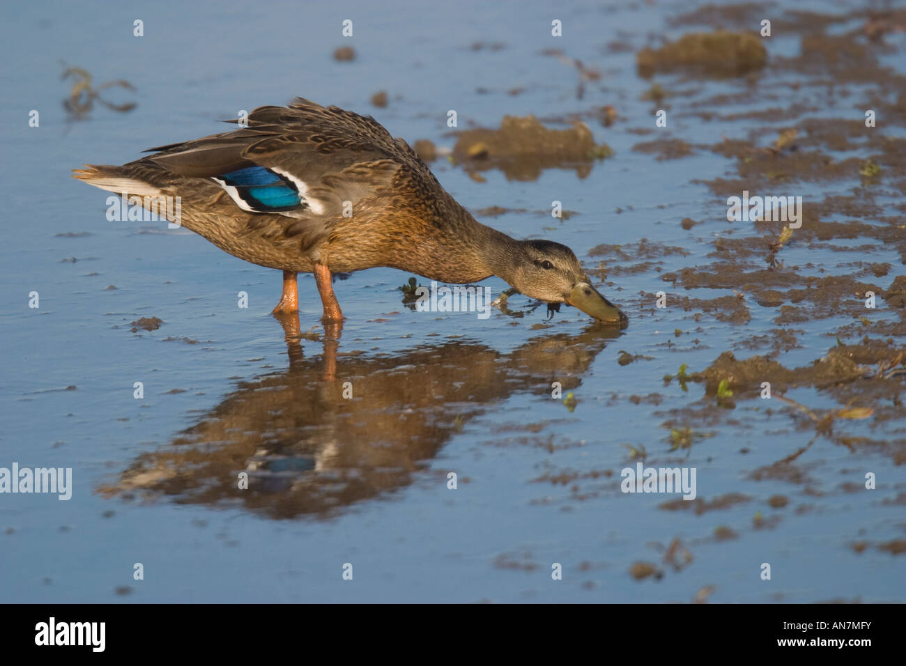 Femmina di germano reale (Anas platyrhynchos) filtro alimentazione a bordo d'acqua Foto Stock