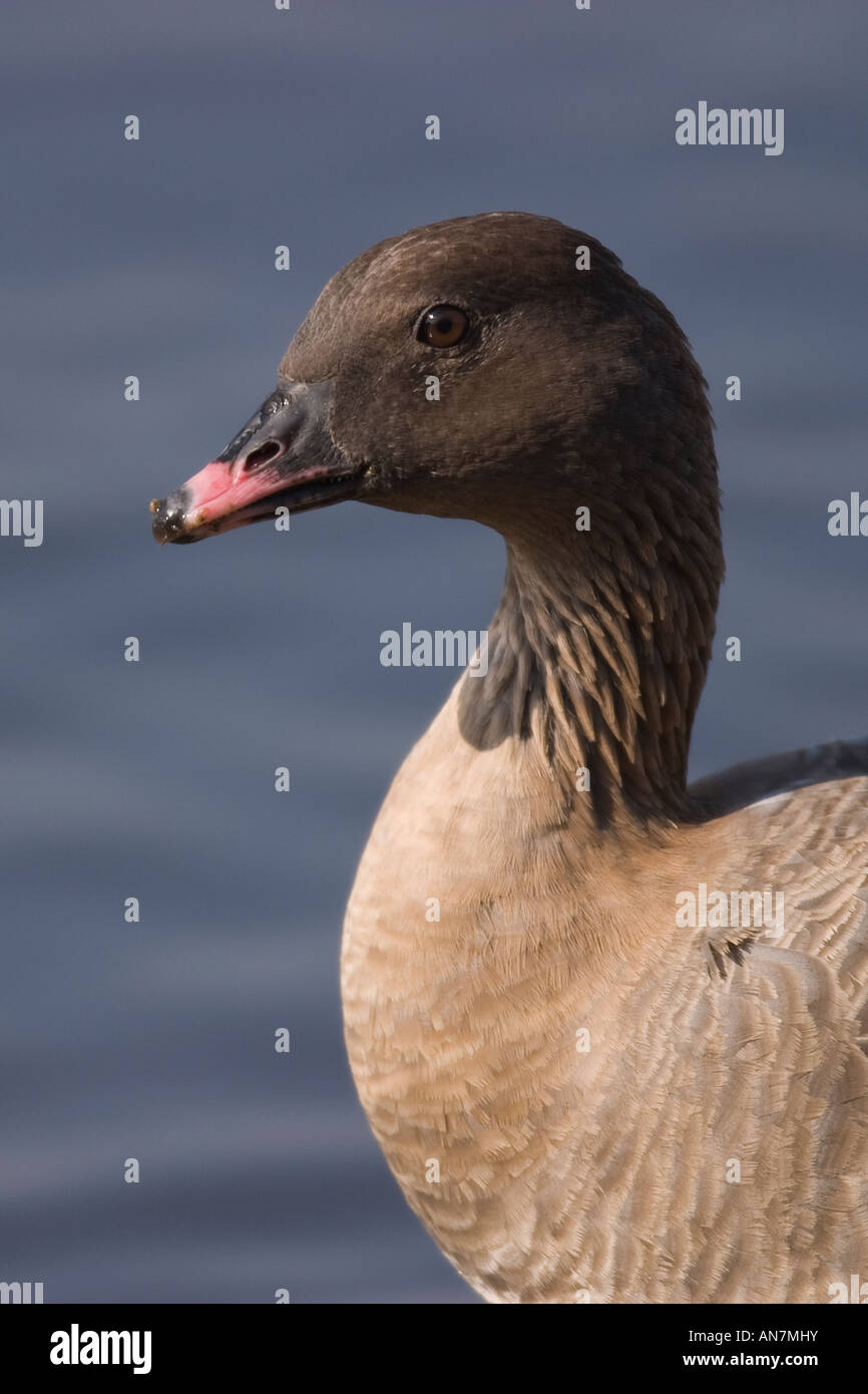 Close-up verticale della testa e del collo della rosa-footed Goose (Anser brachyrhynchus) Foto Stock