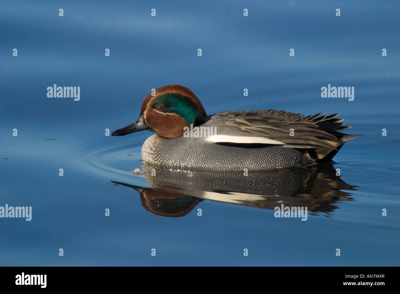 Comune maschio Teal (Anas crecca) nuoto su acqua Foto Stock