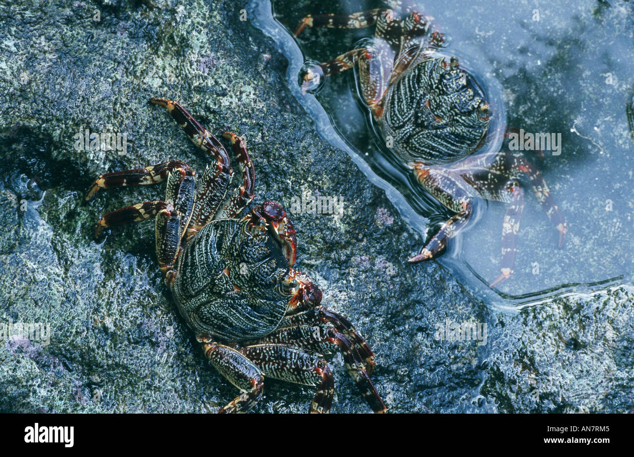 Il granchio (Geograpsus spec.), Maldive Foto Stock