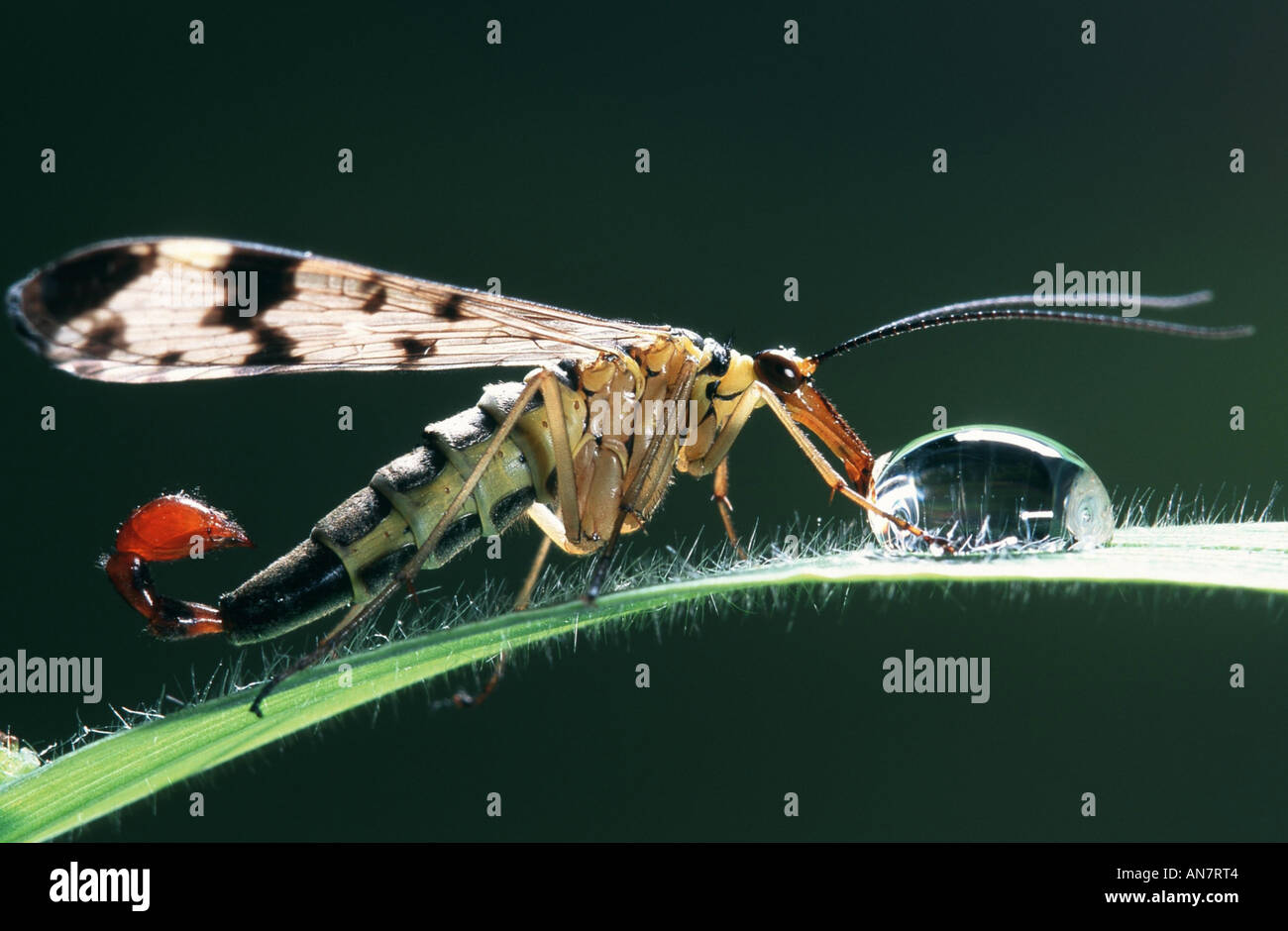 Comune (scorpionfly Panorpa communis), bere fuori waterdrop, Belgio Foto Stock