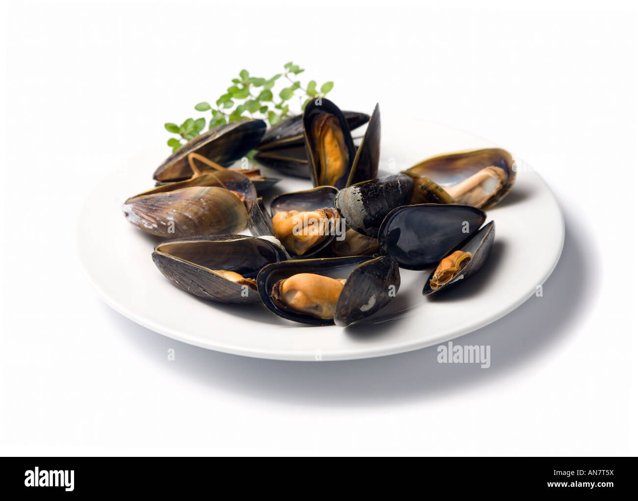 Bollito di mitili blu nei loro gusci su una piastra bianca, isolato su sfondo bianco Foto Stock