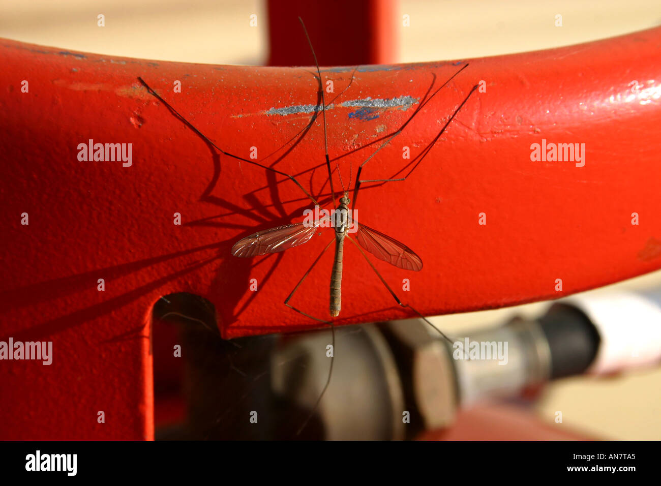 Gru per volare in autunno dopo allevamento Tipula paludosa famiglia Tipulidae Foto Stock