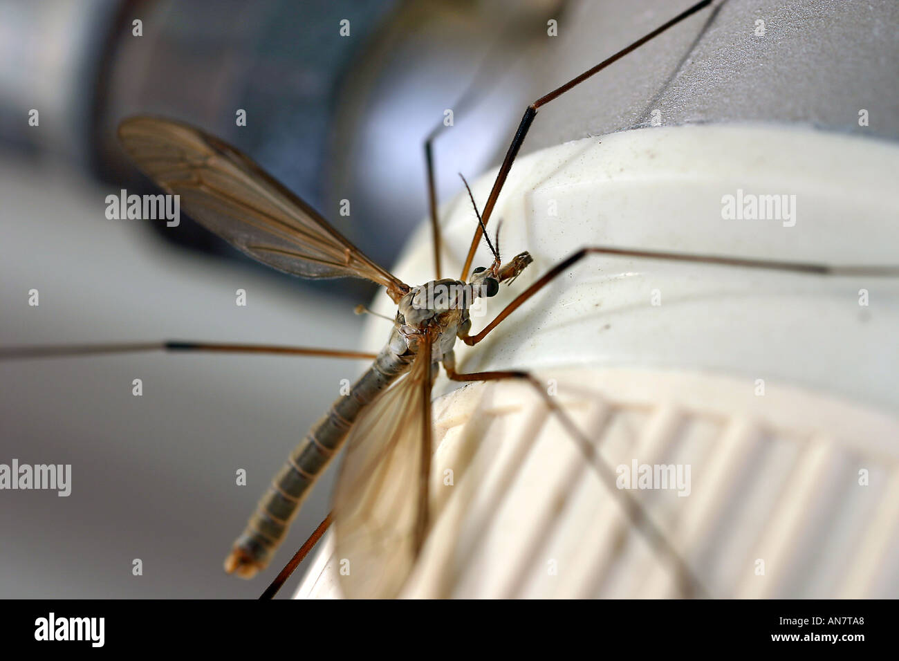 Gru per volare in autunno dopo allevamento Tipula paludosa famiglia Tipulidae Foto Stock