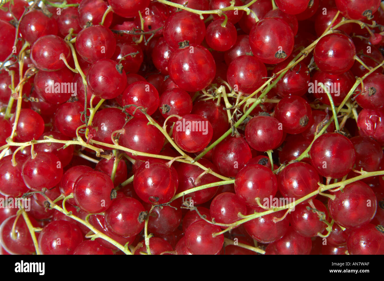Ribes rosso Foto Stock