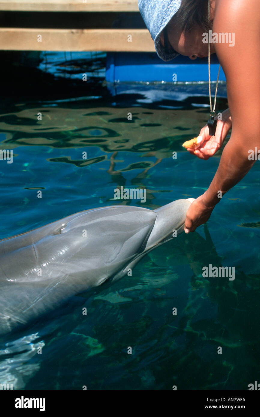 Tursiope Tursiops truncatus riceve cure mediche da istruttore mammifero marino research center Hawaii Foto Stock