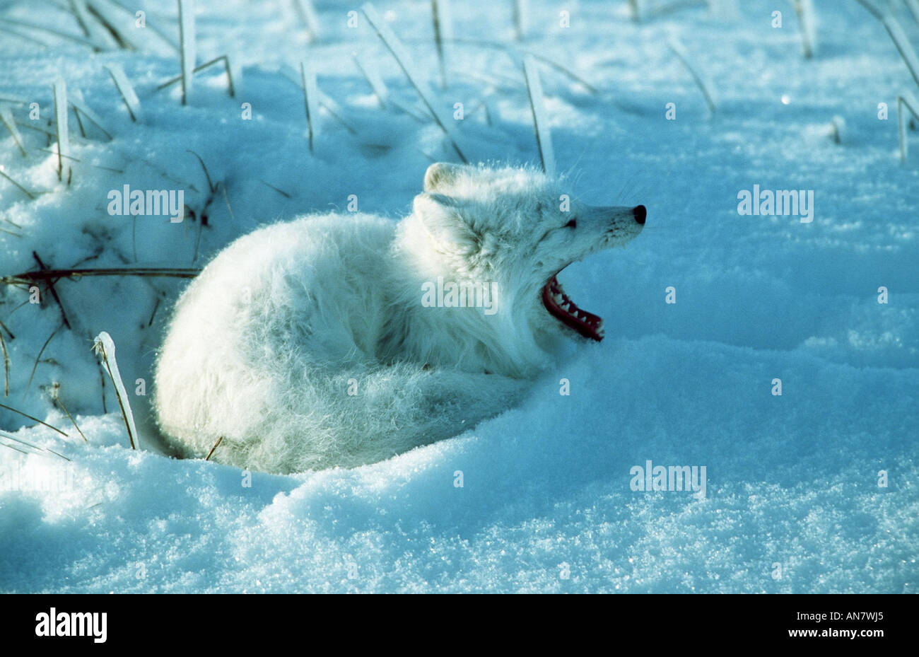 Arctic Fox (Alopex lagopus), sbadigli, Canada, Manitoba Foto Stock