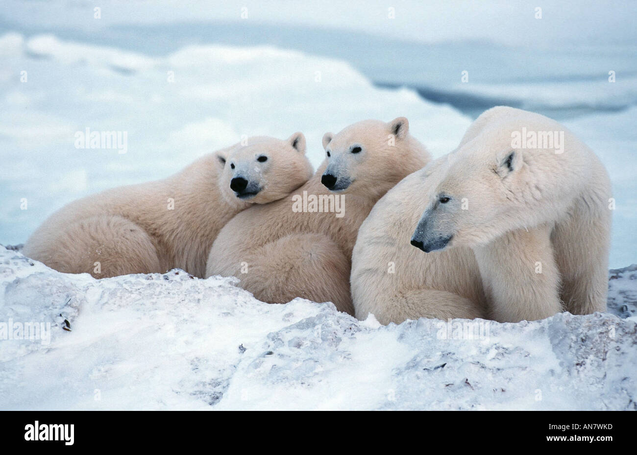 Orso polare (Ursus maritimus), madre con due un anno vecchio youngs, Canada Foto Stock
