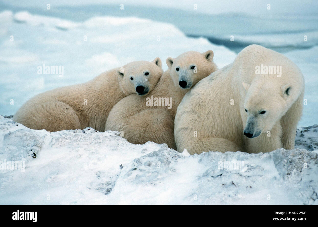 Orso polare (Ursus maritimus), madre con due un anno vecchio youngs, Canada Foto Stock