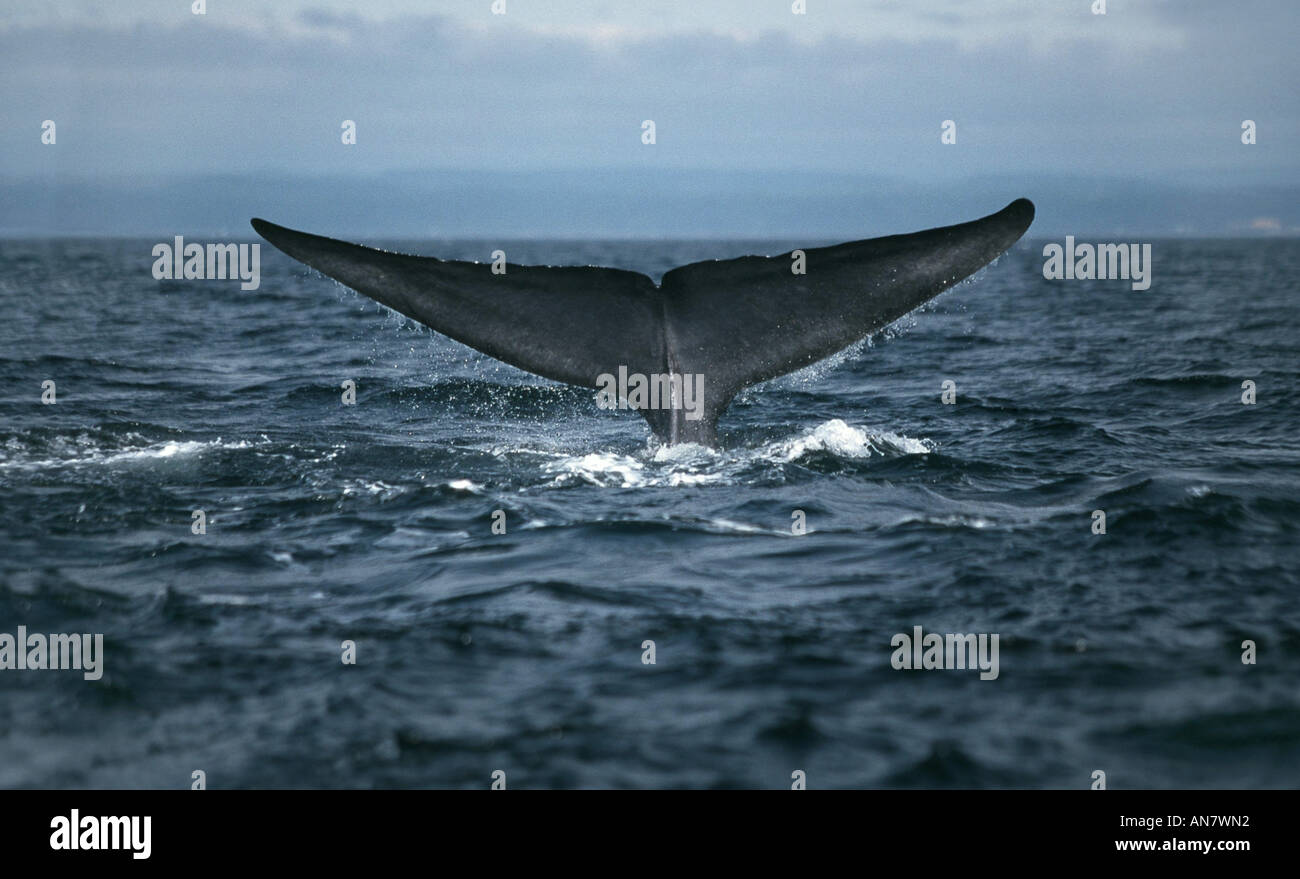 La balenottera azzurra (Balaenoptera musculus), Fluke, il più grande mammifero, Canada Foto Stock