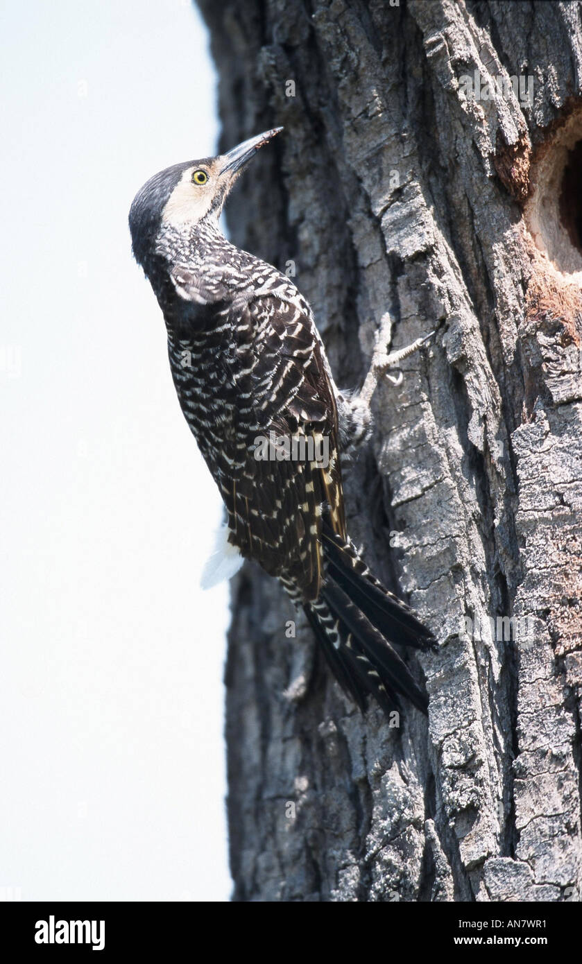 Flicker cileno (Colaptes pitius), Cile Foto Stock