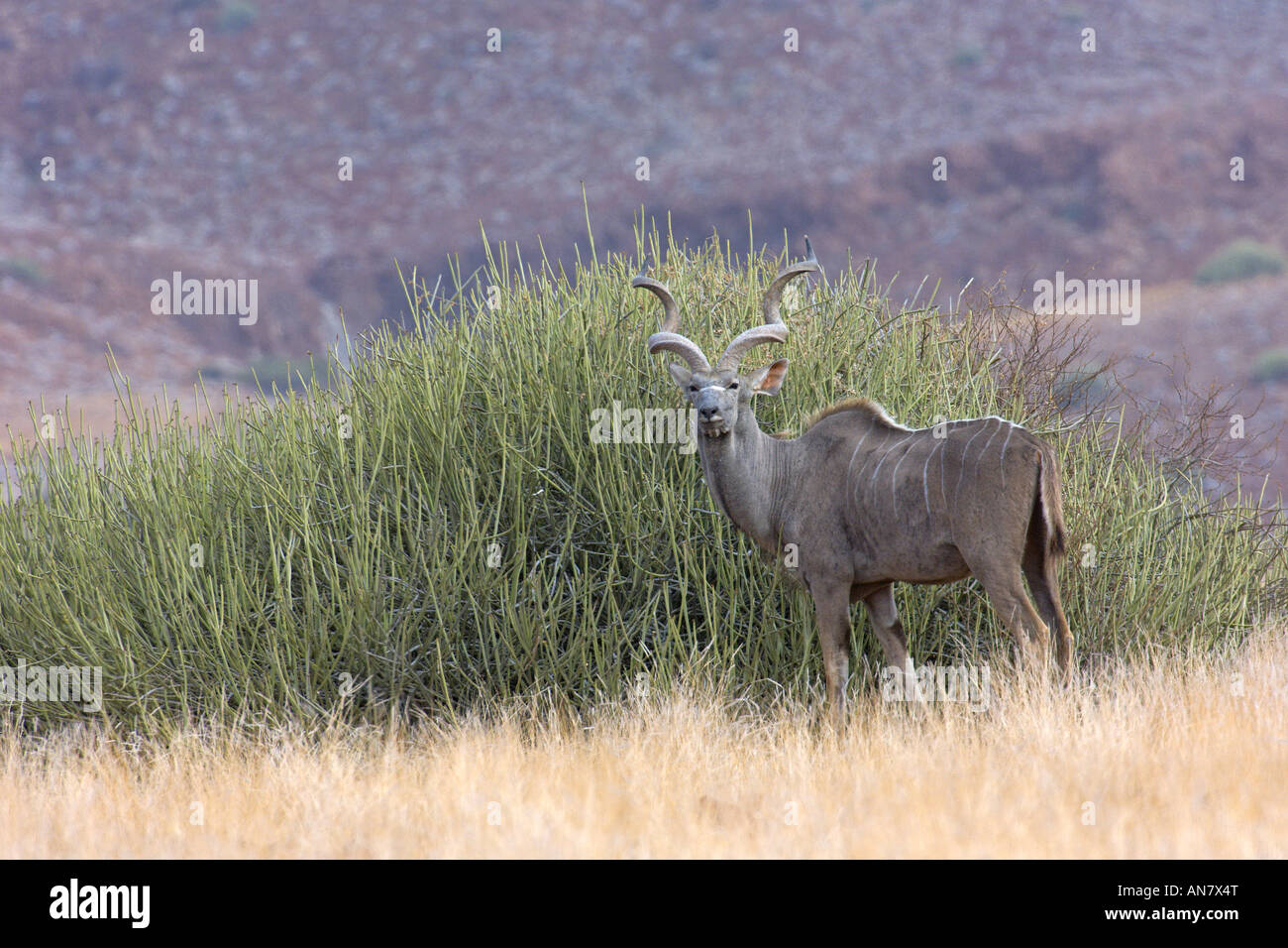 Kudu maggiore Tragelaphus strepsiceros bull Damaraland Namibia Novembre Foto Stock