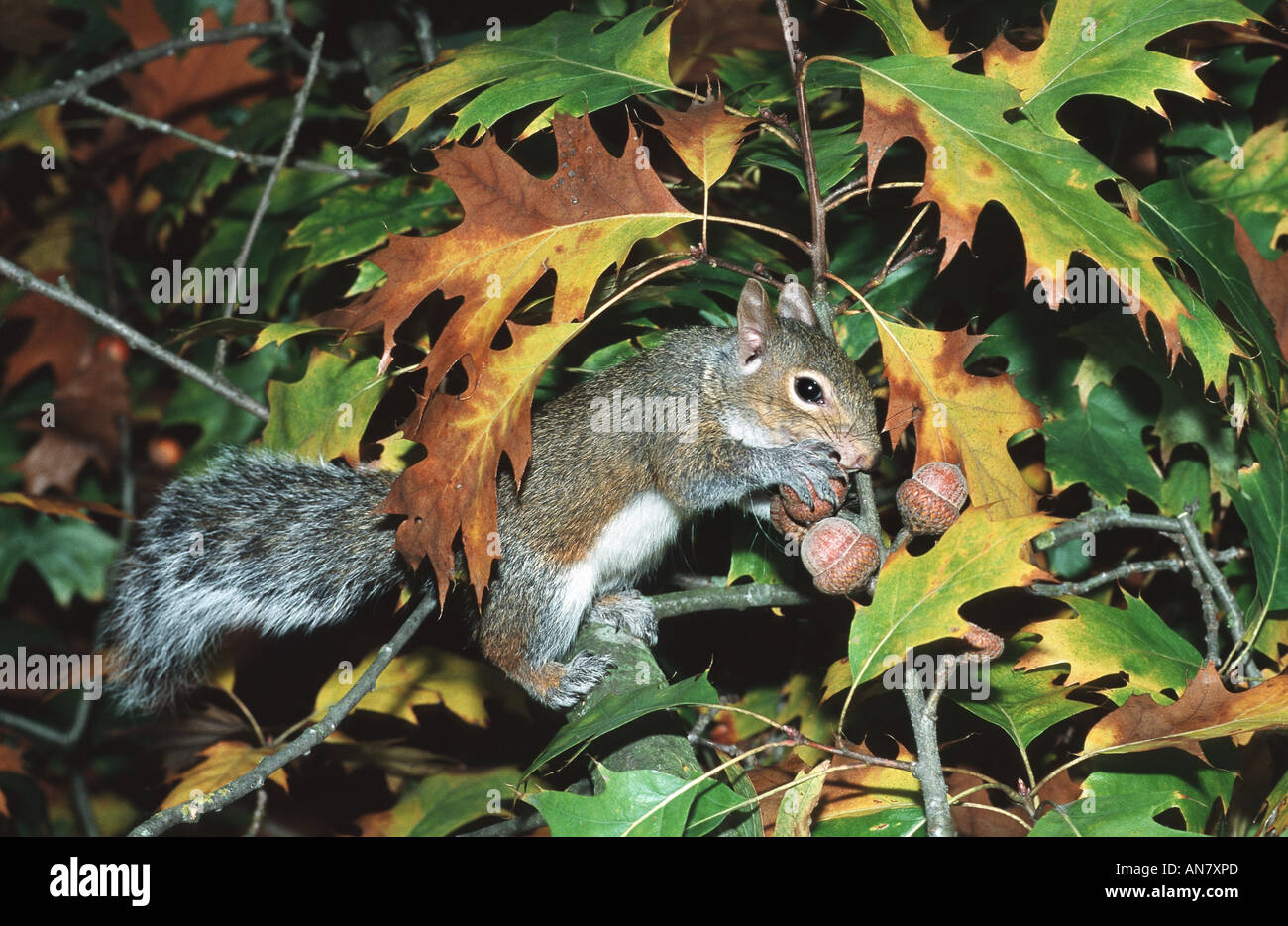 Orientale scoiattolo grigio, grigio scoiattolo (Sciurus carolinensis), foraggio, STATI UNITI D'AMERICA Foto Stock