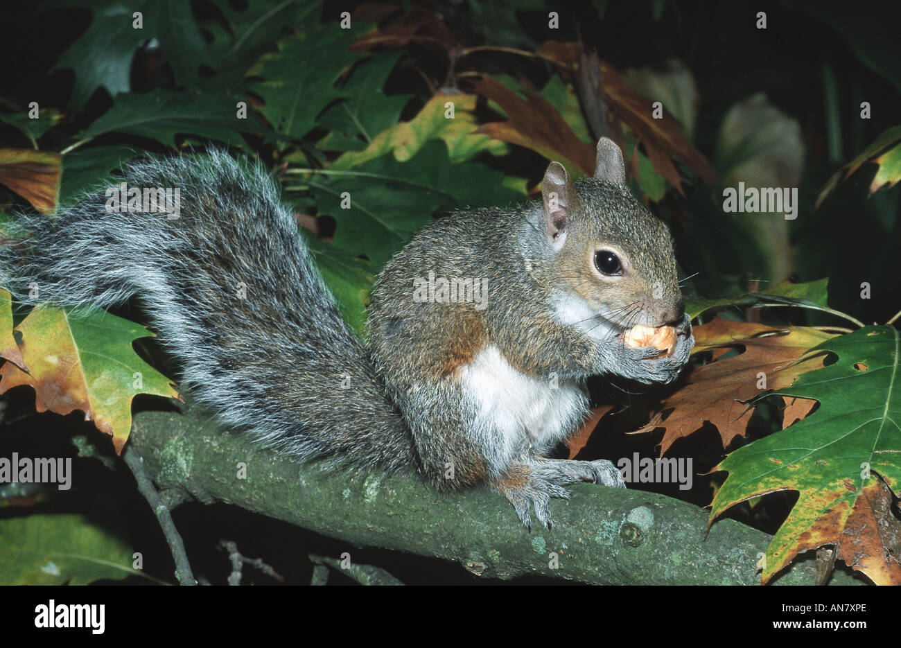 Orientale scoiattolo grigio, grigio scoiattolo (Sciurus carolinensis), foraggio, STATI UNITI D'AMERICA Foto Stock