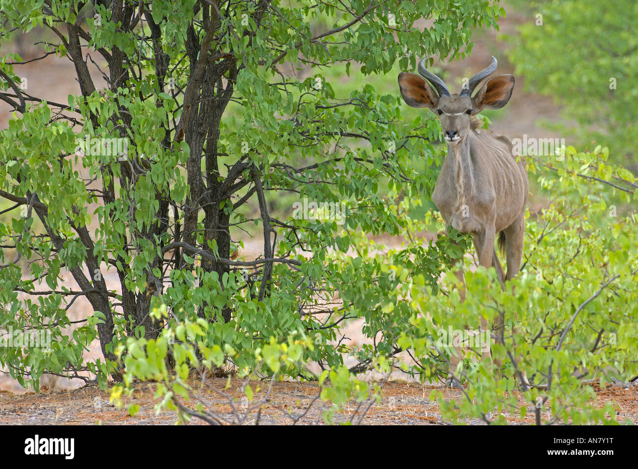 Kudu maggiore Tragelaphus strepsiceros torello Hobatere Namibia Novembre Foto Stock
