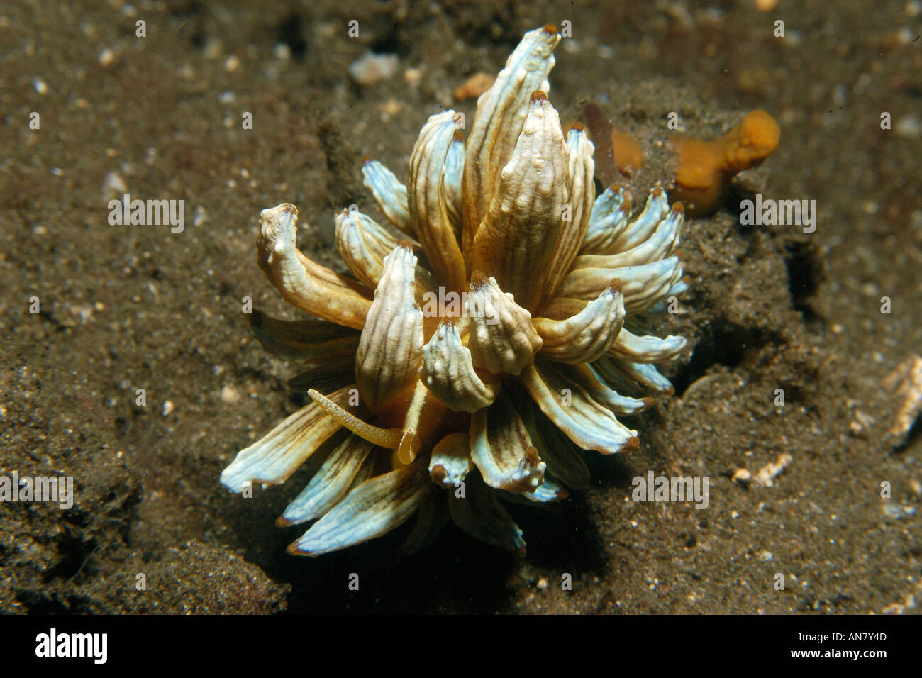 Nudibranch Aeolid Phyllodesmium kabiranum Dumaguete isola Negros Filippine Foto Stock