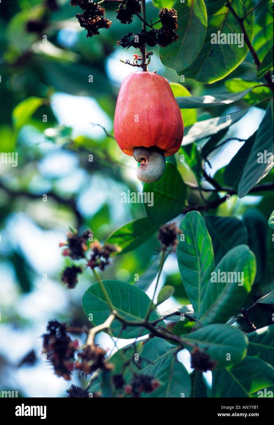 Anacardi Apple (Excelsum occidentale L.) la maturazione dei frutti su un albero. Foto Stock