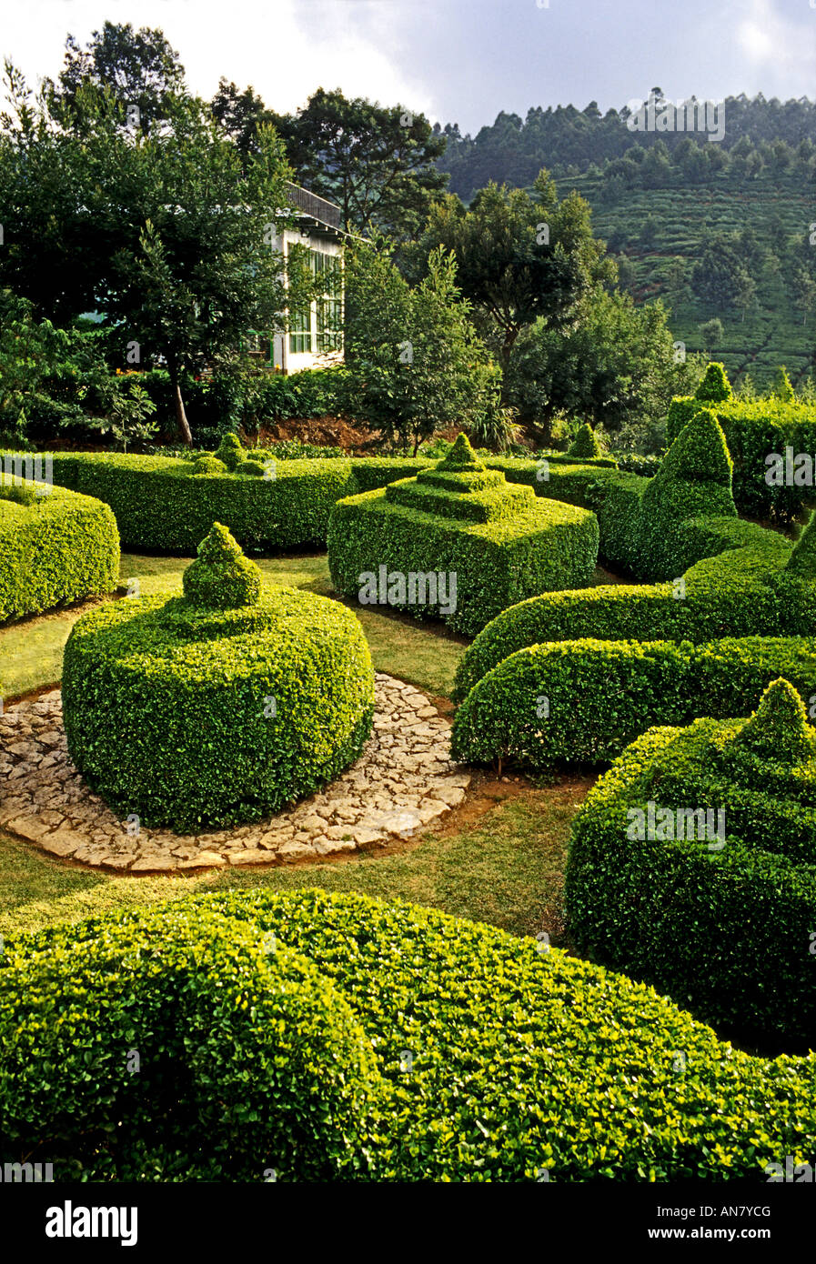 Neat scolpito topiaria da siepi in un giardino ornamentale di terreno collinare presso la fabbrica di tè Hotel vicino a Nuwara Eliya Sri Lanka Foto Stock