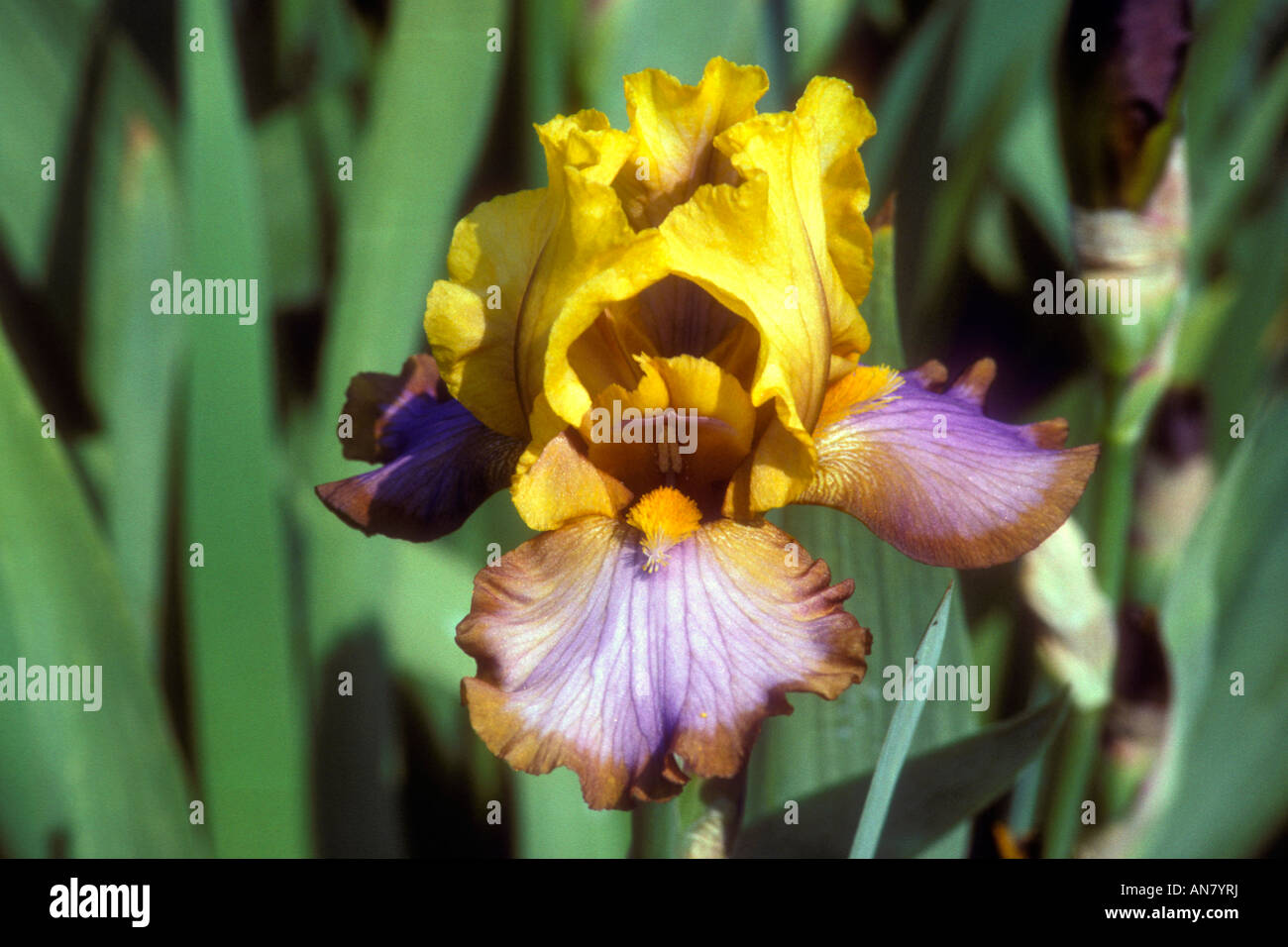 Iride marrone "Lazo" border barbuto brown gold orchid lavanda refilato colori inconsueti colori bronzo fiori iridi alti Foto Stock