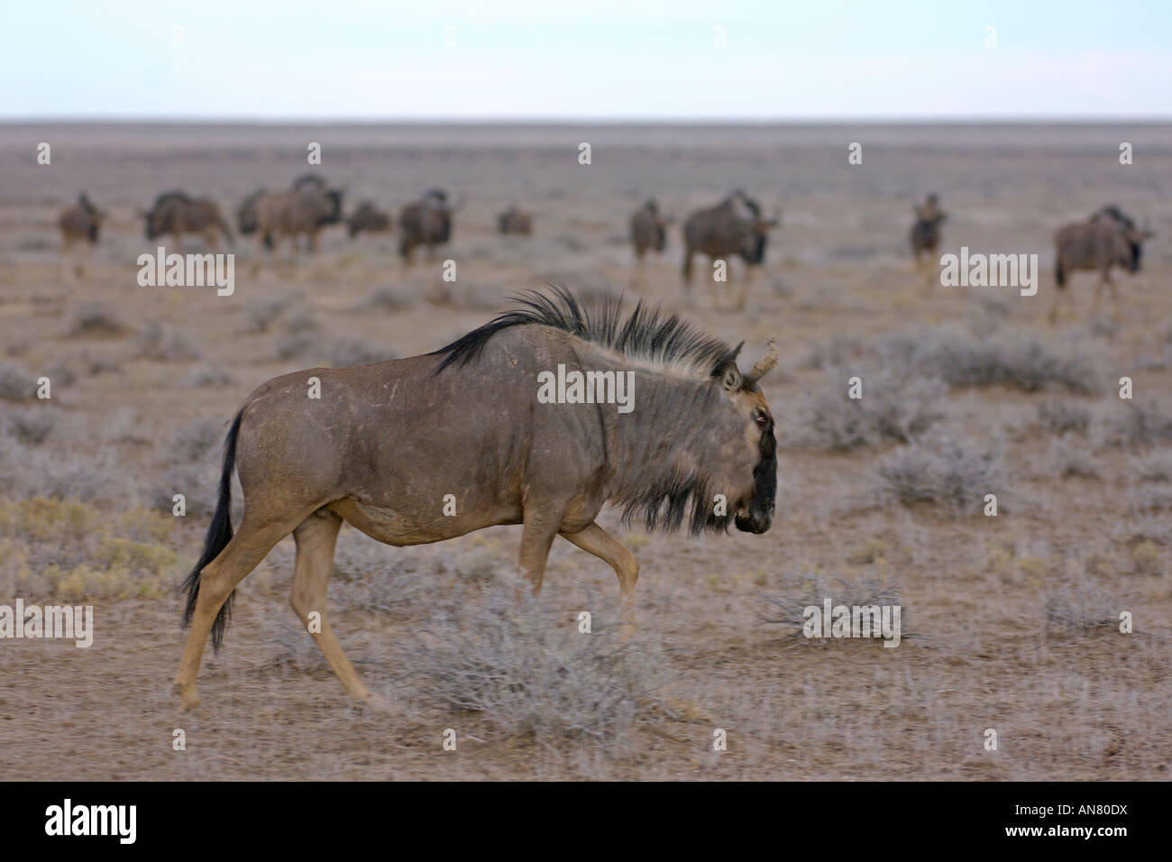 Allevamento di blu gnu Connochaetes taurinus nel Parco Nazionale Etosha Namibia Novembre Foto Stock