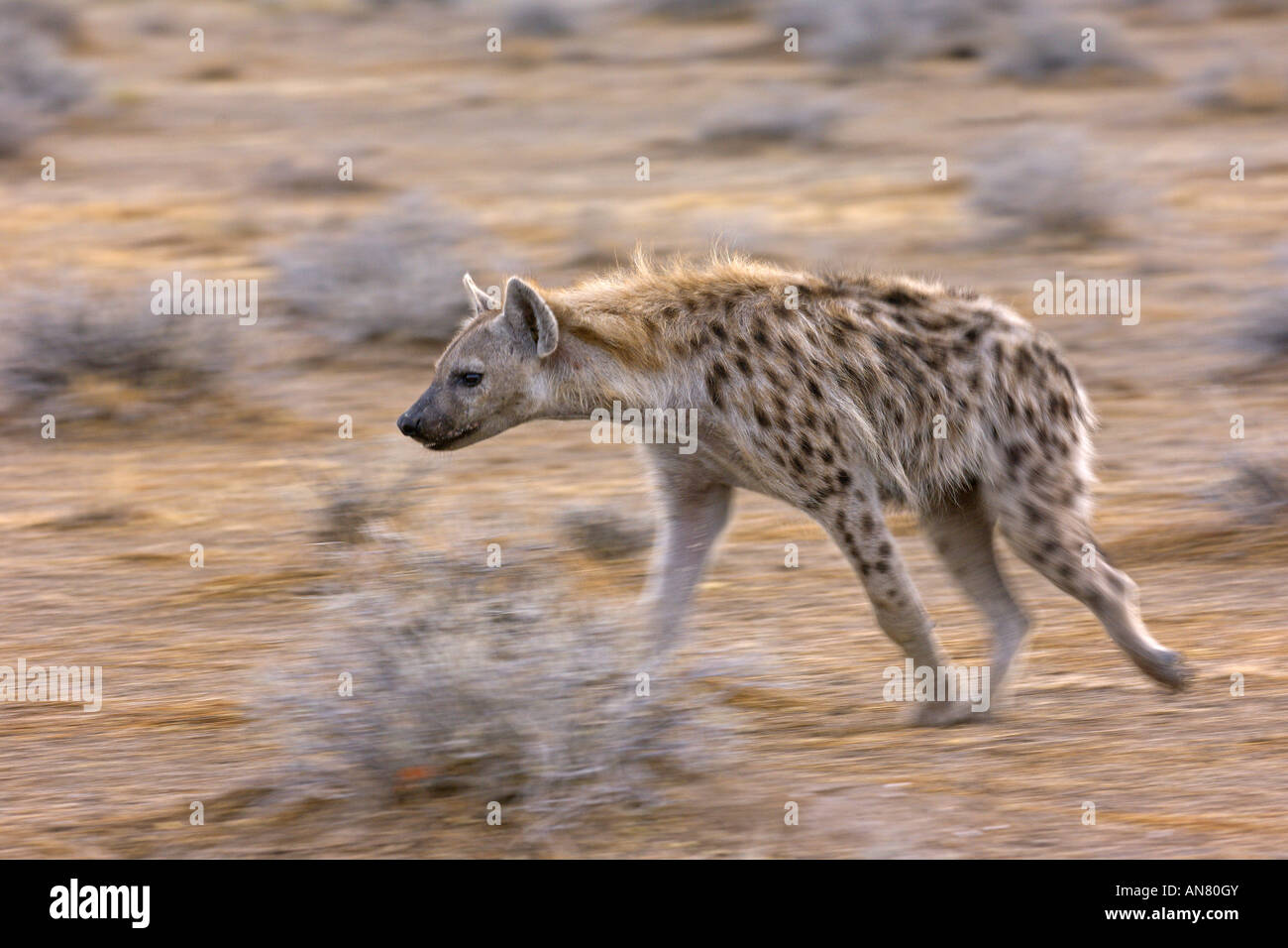 Spotted hyaena Crocuta crocuta sul prowl nel Parco Nazionale Etosha Namibia Novembre Foto Stock