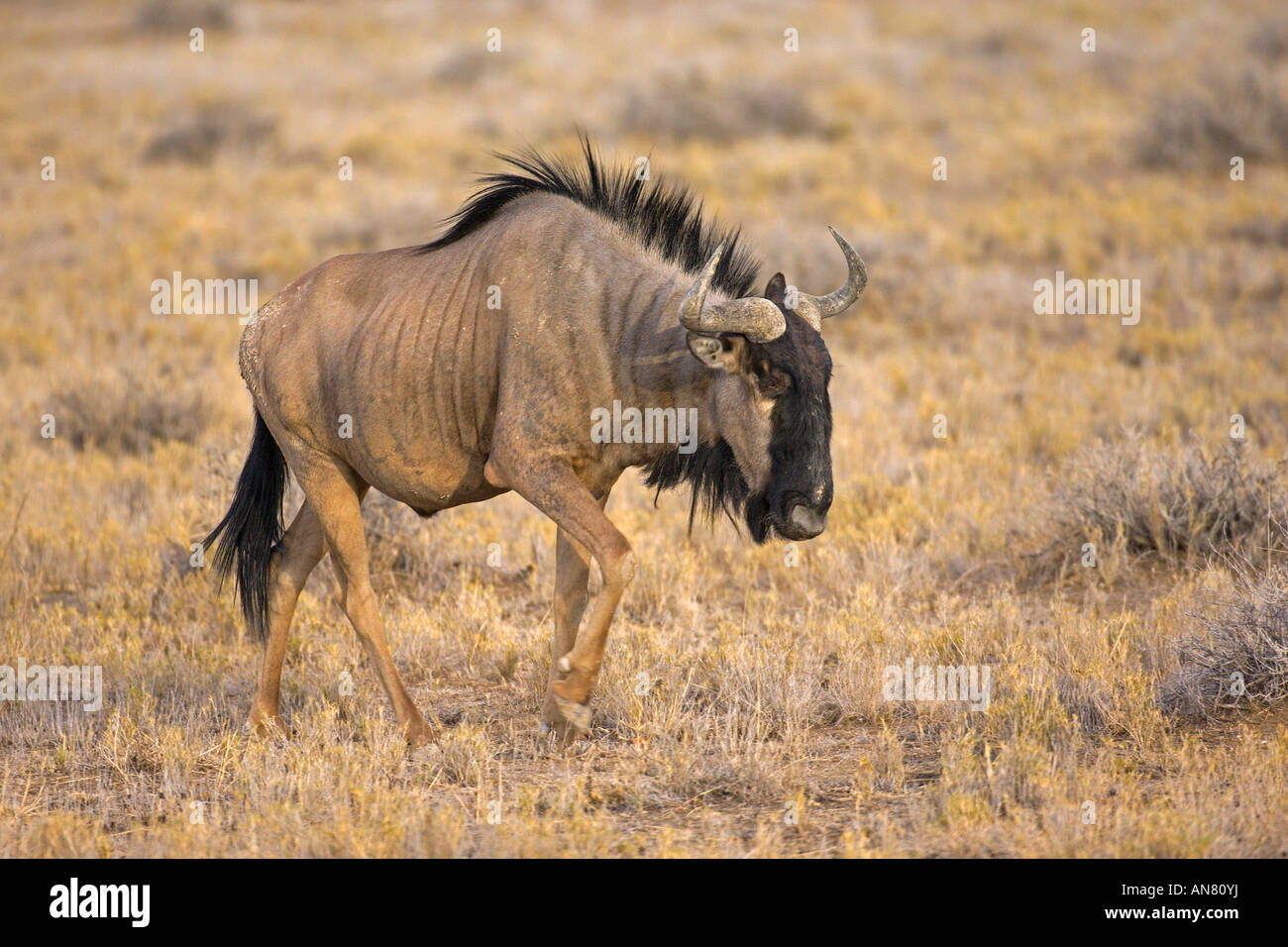 Blue gnu Connochaetes taurinus nel Parco Nazionale Etosha Namibia Novembre Foto Stock