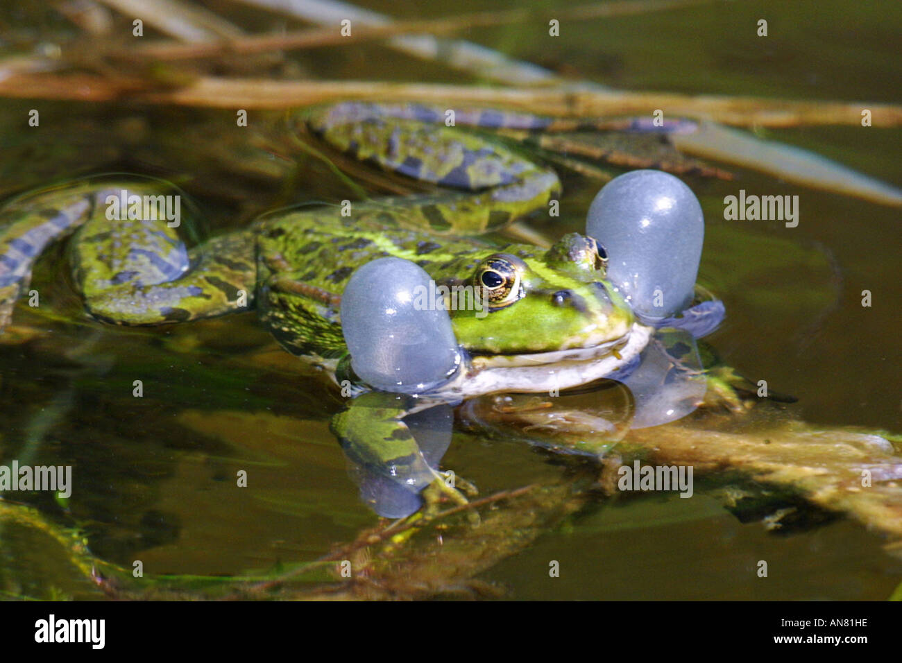 Unione rana verde (Rana esculenta) gracchia, due vesciche globulare visibile, Germania Foto Stock
