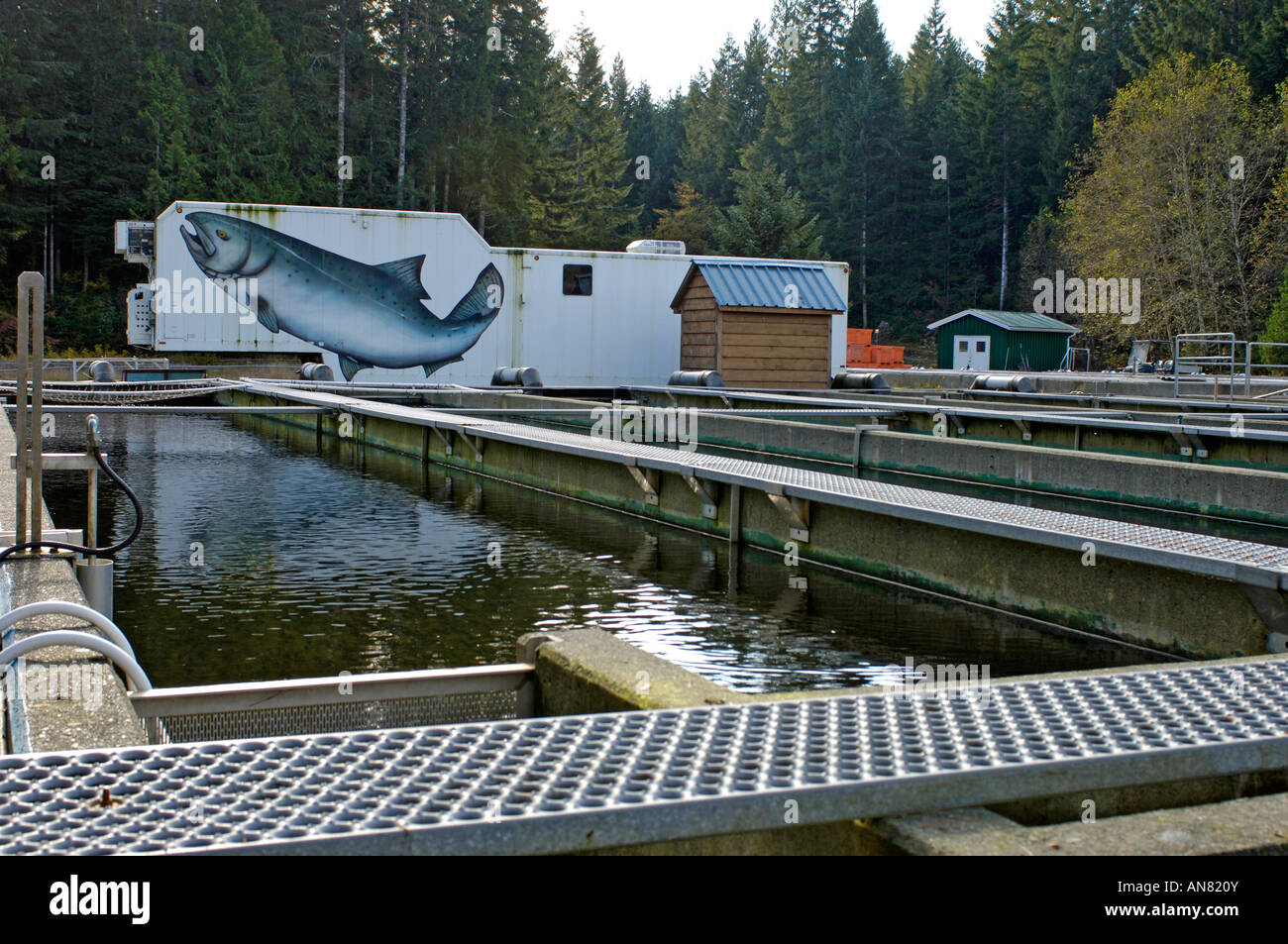 Robertson Creek Salmon Fish Hatchery Port Alberni BC Foto Stock