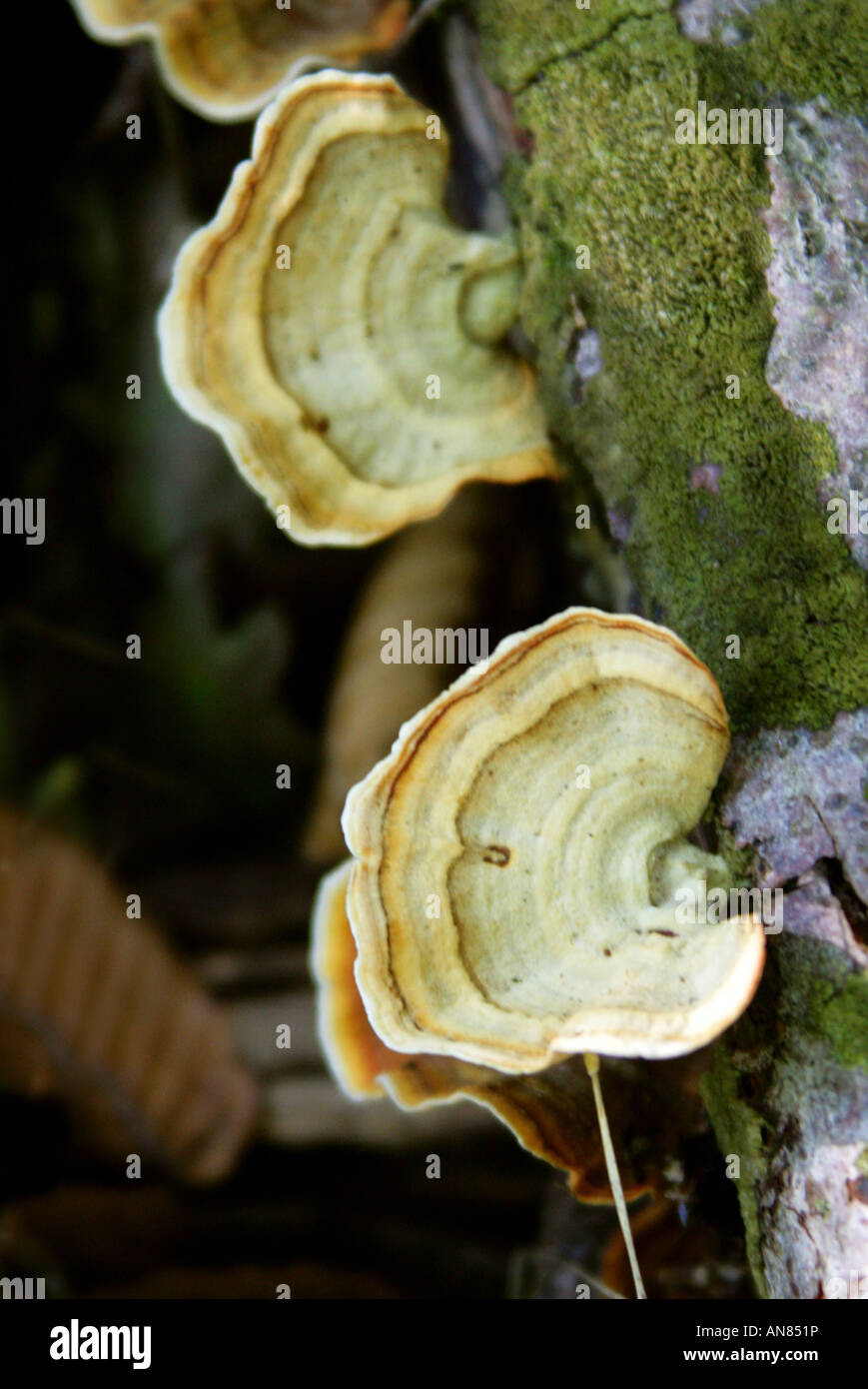 Staffa Turkeytail fungo o molte zone Polypore, Trametes versicolor, Polyporaceae Foto Stock