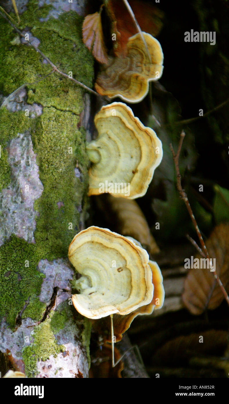 Staffa Turkeytail fungo o molte zone Polypore, Trametes versicolor, Polyporaceae Foto Stock
