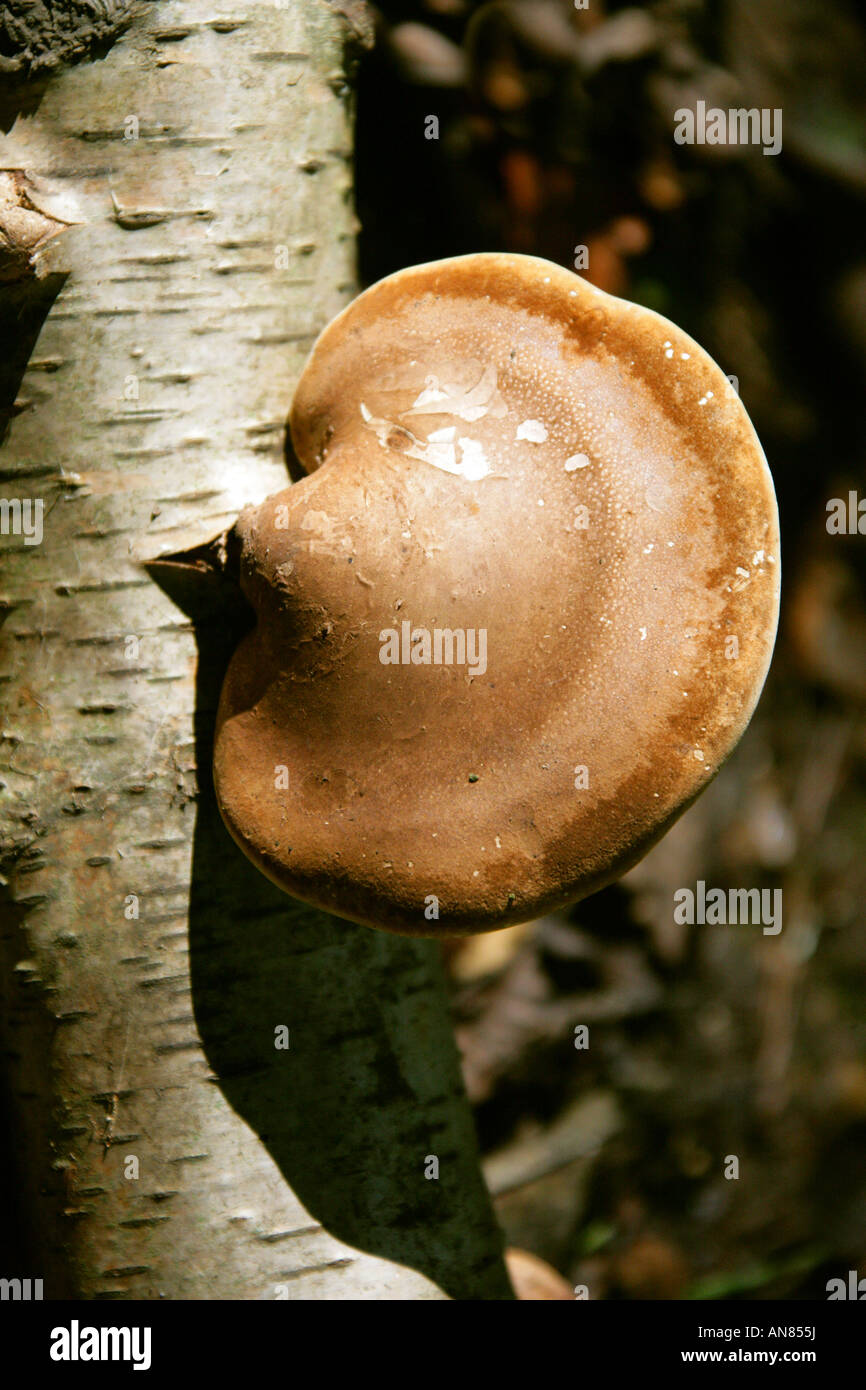 Birch Polypore o Razorstrop fungo, Piptoporus betulinus, Fomitopsidaceae. Foto Stock