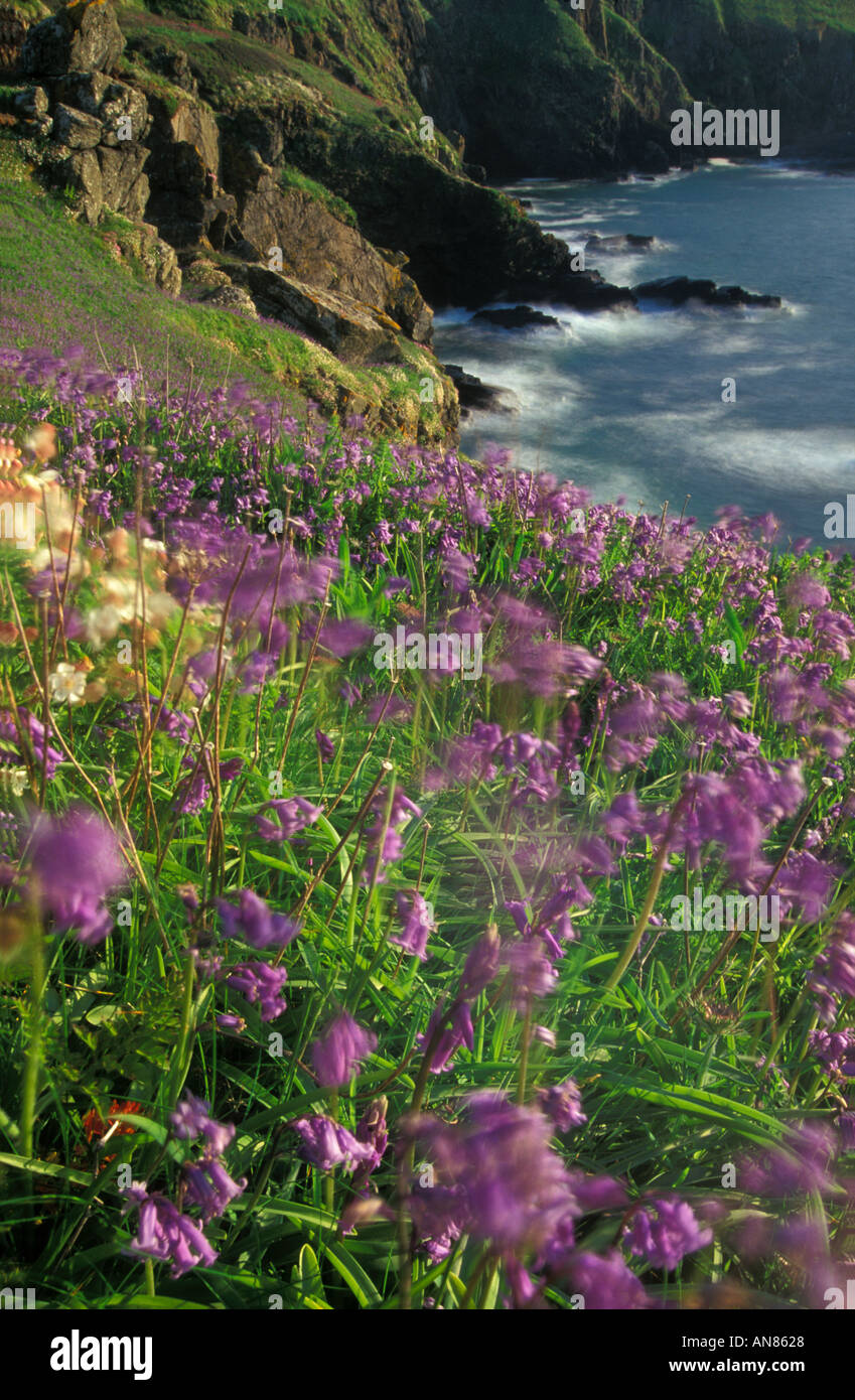 Fiori selvaggi sulle scogliere della Lucertola Cornwall Inghilterra REGNO UNITO Foto Stock